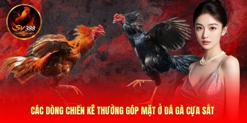 Đá Gà Cựa Sắt SV388 Đỉnh Cao Và Bí Mật Thắng Lớn Mỗi Ngày 3 Các dòng chiến kê thường góp mặt ở đá gà cựa sắt