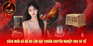 cách nuôi gà đá bo lớn