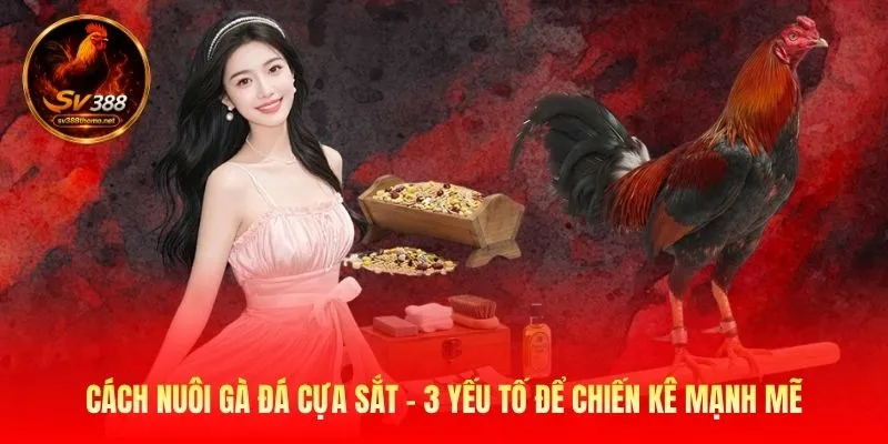 Cách Nuôi Gà Đá Cựa Sắt - 3 Yếu Tố Để Chiến Kê Mạnh Mẽ 1 Cách Nuôi Gà Đá Cựa Sắt