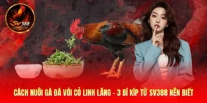Cách Nuôi Gà Đá Với Cỏ Linh Lăng