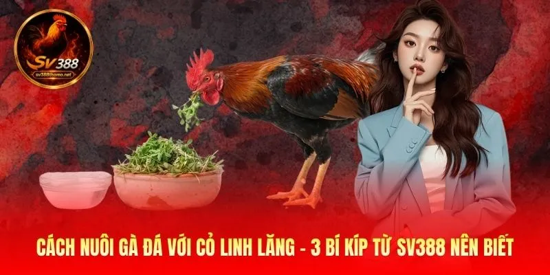 Cách Nuôi Gà Đá Với Cỏ Linh Lăng
