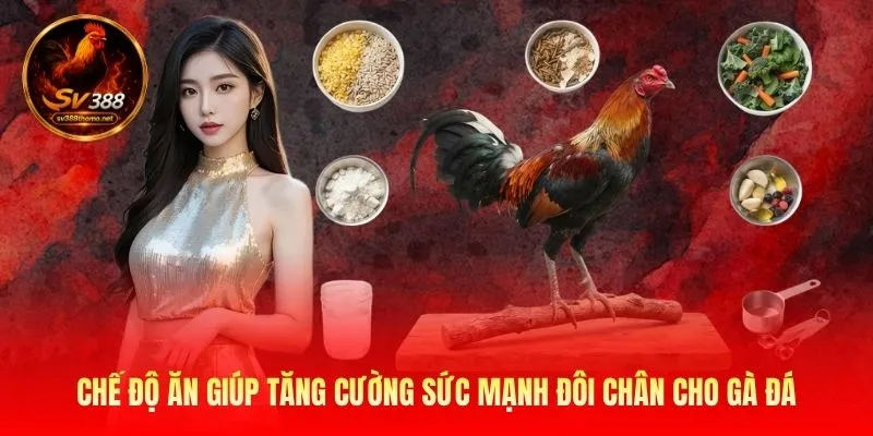 Cách Nuôi Gà Đá Chân Mạnh: Huấn Luyện Chiến Kê Tại SV389 3 Chế độ ăn giúp tăng cường sức mạnh đôi chân cho gà đá