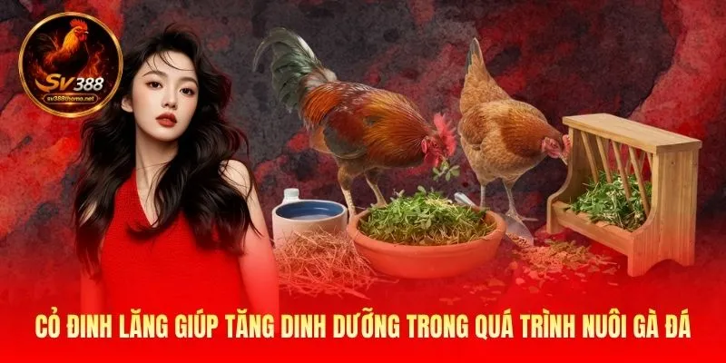 Cỏ đinh lăng giúp tăng dinh dưỡng  trong quá trình nuôi gà đá