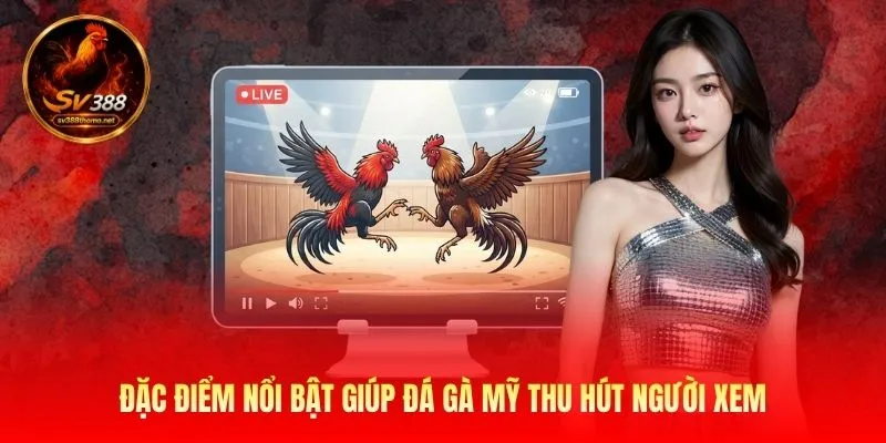 Đặc điểm nổi bật giúp đá gà Mỹ thu hút người xem