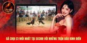 gà chọi C1 mới nhất