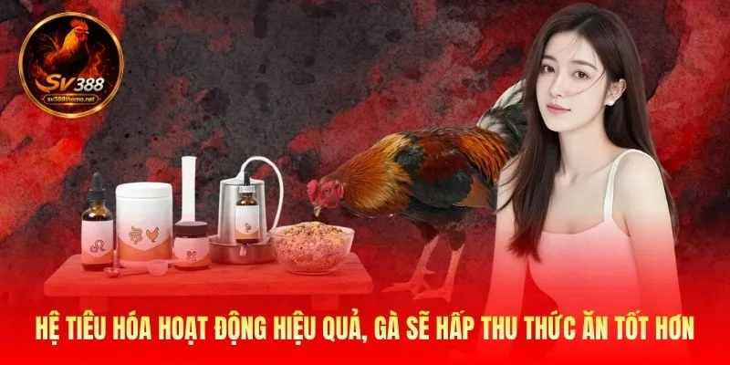 Hệ tiêu hóa hoạt động hiệu quả, gà sẽ hấp thu thức ăn tốt hơn