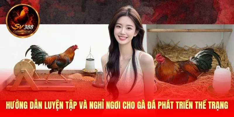 Hướng dẫn luyện tập và nghỉ ngơi cho gà đá phát triển thể trạng