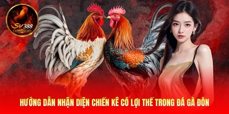 Hướng dẫn nhận diện chiến kê có lợi thế trong đá gà đòn