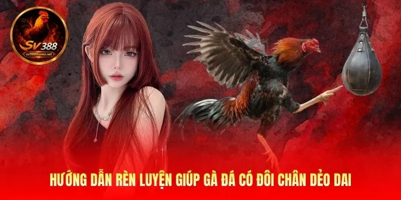 Cách Nuôi Gà Đá Chân Mạnh: Huấn Luyện Chiến Kê Tại SV389 4 Hướng dẫn rèn luyện giúp gà đá có đôi chân dẻo dai