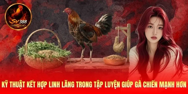 Kỹ thuật kết hợp linh lăng trong tập luyện giúp gà chiến mạnh hơn