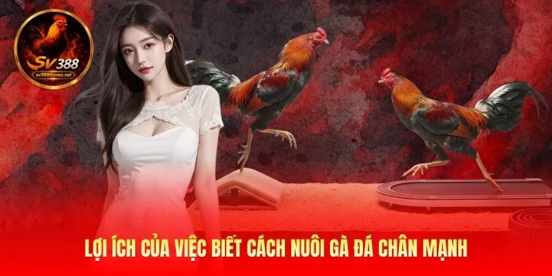 Cách Nuôi Gà Đá Chân Mạnh: Huấn Luyện Chiến Kê Tại SV389 2 Lợi ích của việc biết cách nuôi gà đá chân mạnh