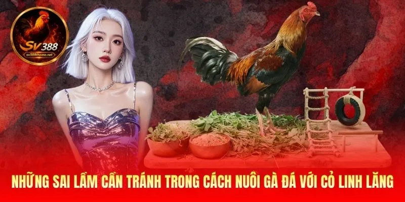 Những sai lầm cần tránh trong cách nuôi gà đá với cỏ linh lăng