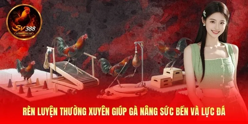 Cách Nuôi Gà Đá Cựa Sắt - 3 Yếu Tố Để Chiến Kê Mạnh Mẽ 3 Rèn luyện thường xuyên giúp gà nâng sức bền và lực đá