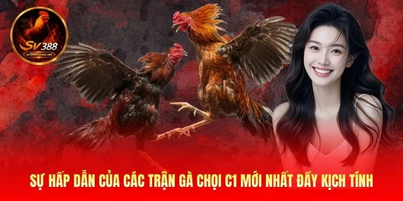 Sự hấp dẫn của các trận gà chọi c1 mới nhất đầy kịch tính