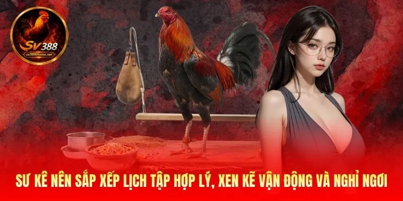 Cách Nuôi Gà Đá Bo Lớn Đạt Chuẩn Chuyên Nghiệp Cho Sư Kê 3 Sư kê nên sắp xếp lịch tập hợp lý, xen kẽ vận động và nghỉ ngơi