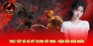 Trực Tiếp Đá Gà Mỹ